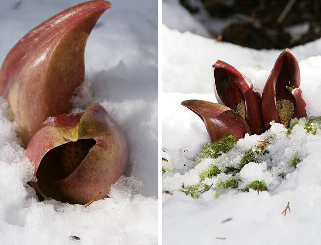 大村殿林のザゼンソウ (阿南町)