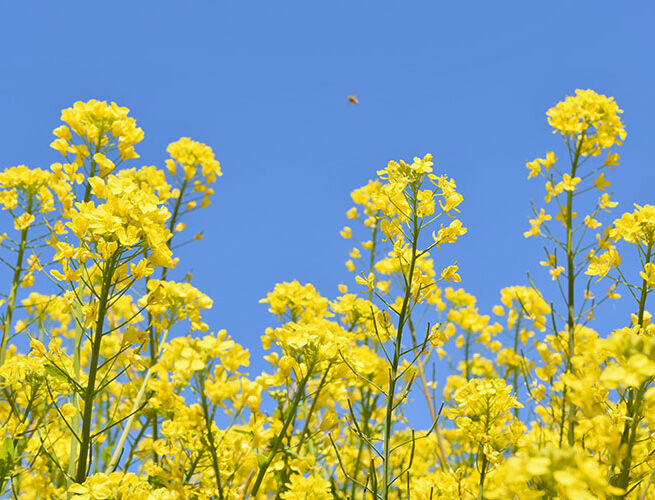 平石農場菜の花畑(阿南町)