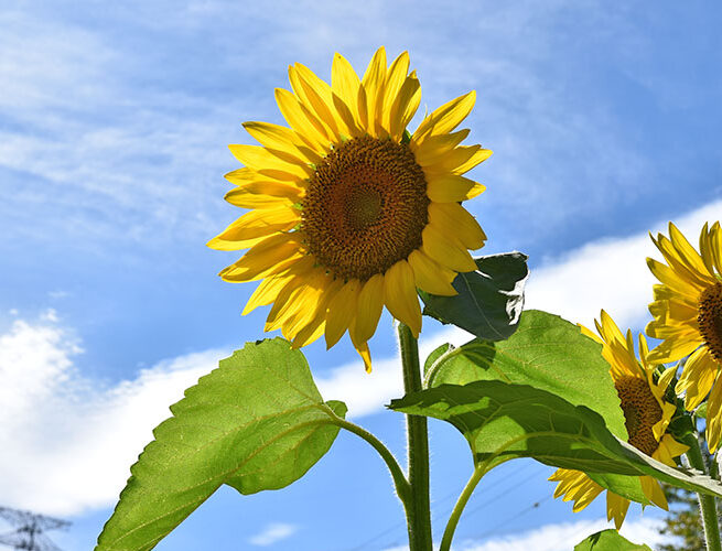 ひまわり畑「野良舞夏ひまわり倶楽部」（阿南町）