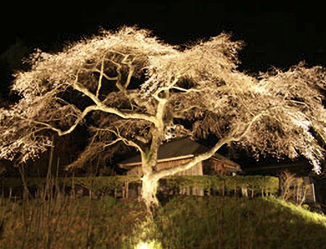 観音堂の枝垂れ桜（売木村）