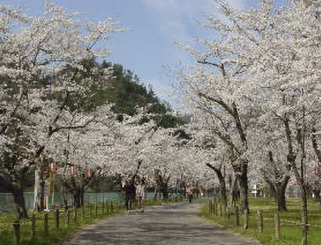 松島桜公園(天龍村)