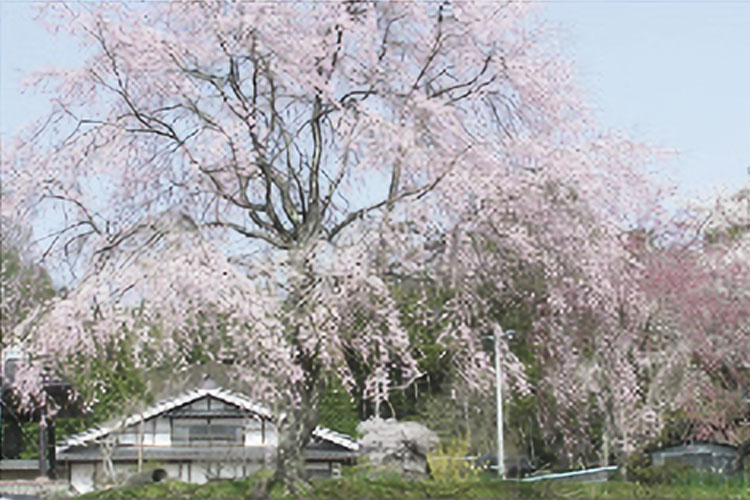 宝蔵寺の桜（売木村）