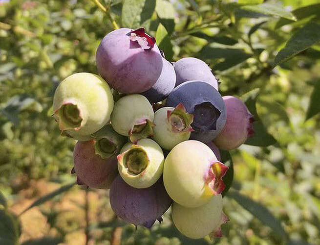 ブルーベリー狩り（売木村）
