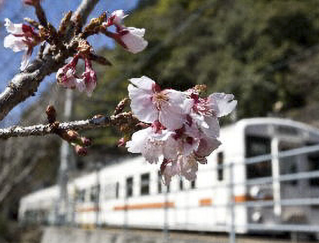 カンザクラ(天龍村)