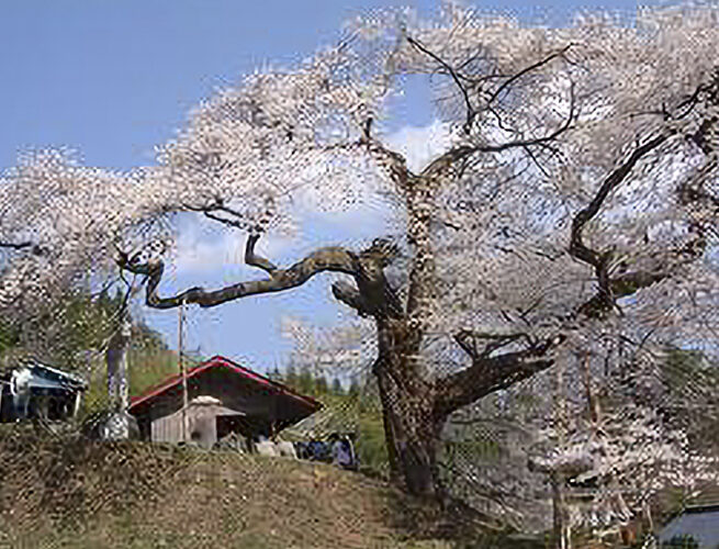 伊那谷屈指の名桜 愛宕様の小彼岸桜(阿南町)
