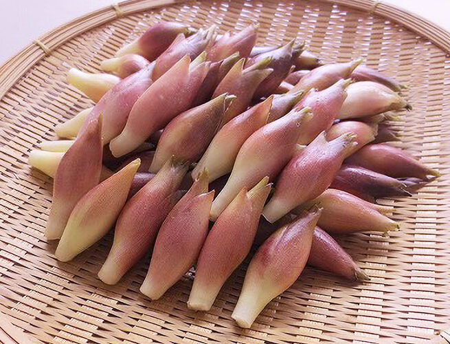 みょうが(売木村)