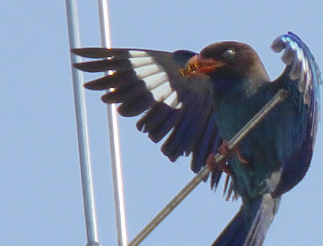 ブッポウソウ(天龍村)