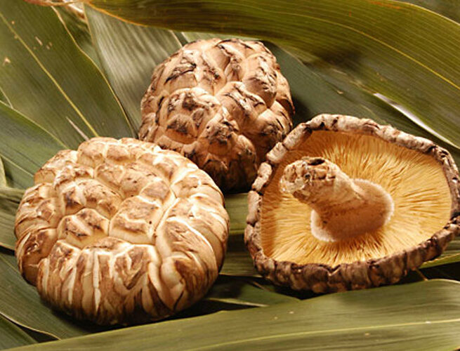 フルタヤ椎茸株式会社（阿南町）