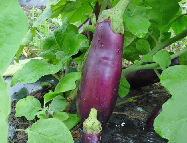 ていざなす（天龍村）