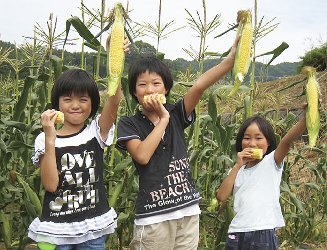 とうもろこし（売木村）