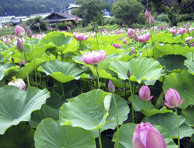 向原蓮の池（売木村）