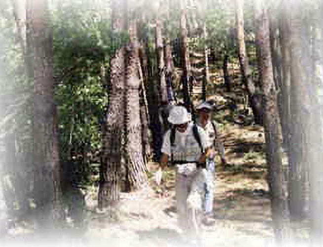 南信州ウォーキング天龍村 十方峡（じっぽうきょう）コース