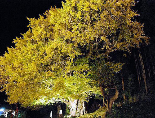新野十九庵の大銀杏（阿南町）