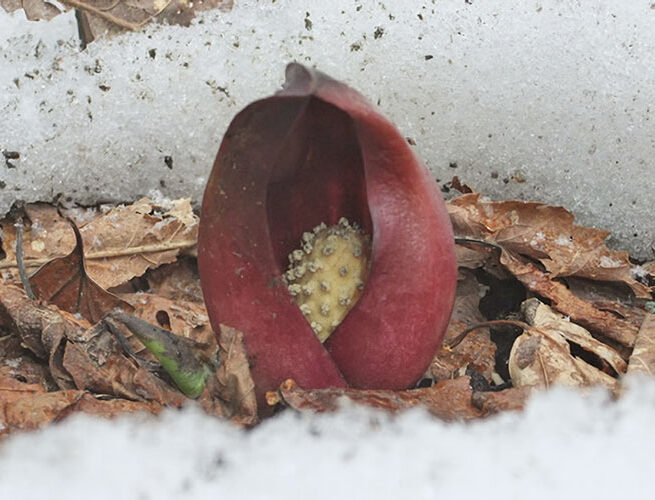 茶臼山自然園 アテビ平 小鳥の森 （売木村）