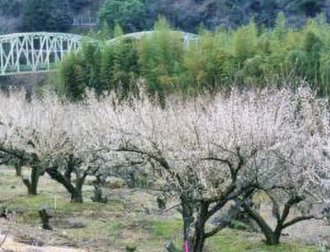 梅(うぐす梅園)(天龍村)