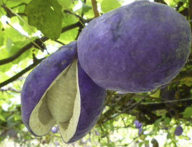 あけび狩り体験（天龍村）